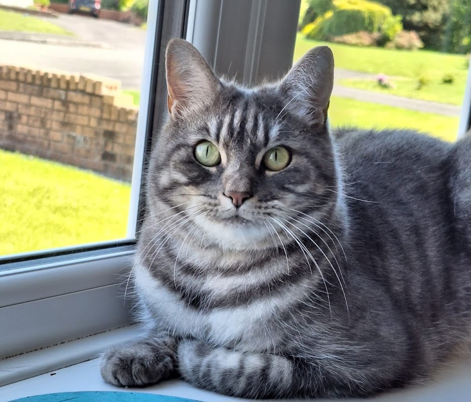 Farm Springs Cattery photo 2