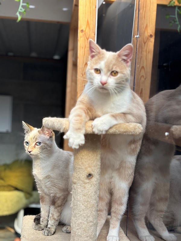 Farm Springs Cattery photo 3