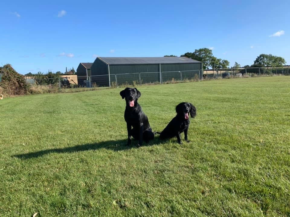 Rachel’s Happy Hounds Secure Secure Exercise Field photo 3