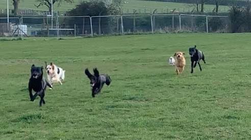 Rachel’s Happy Hounds Secure Secure Exercise Field photo 2