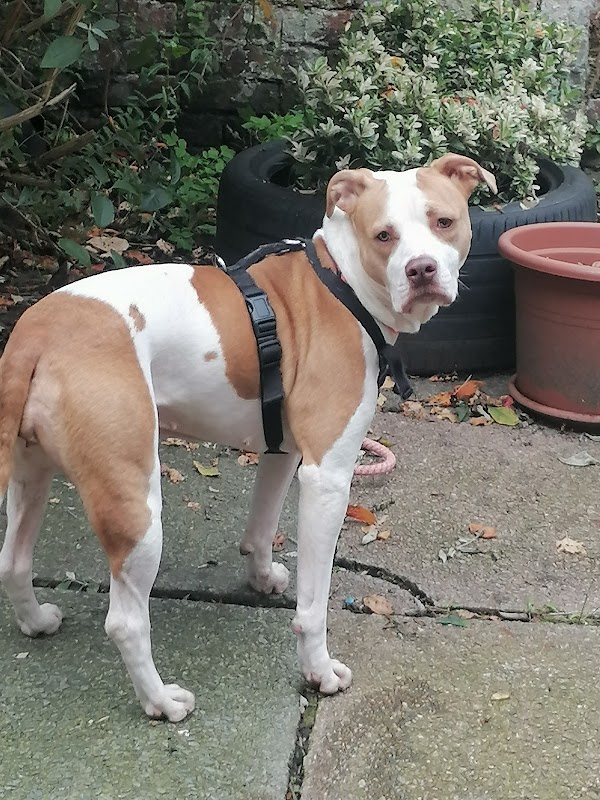 Manchester & Cheshire Dogs' Home