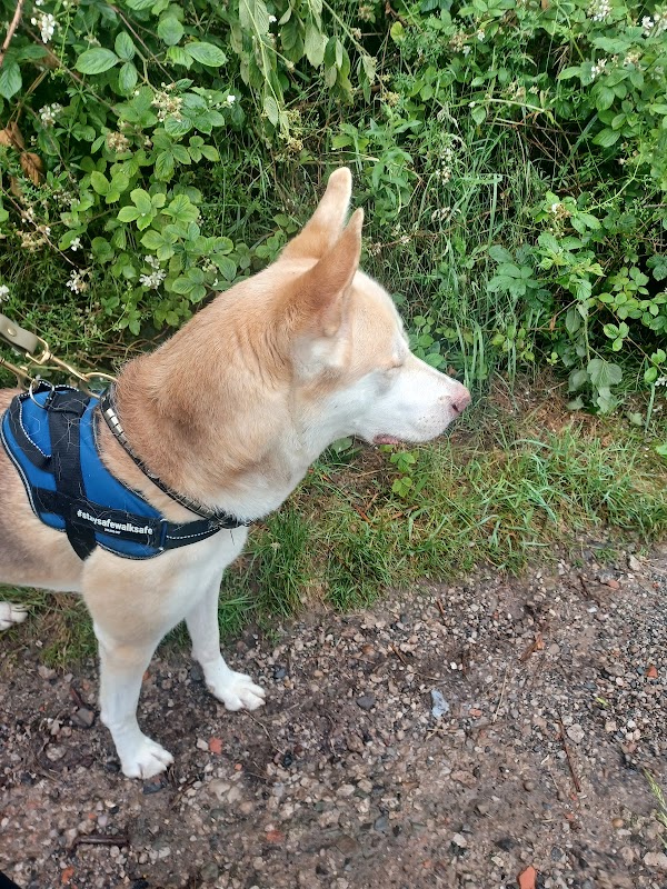 Manchester & Cheshire Dogs' Home photo 1