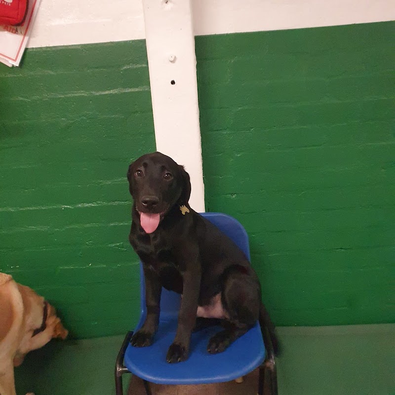 Top Dog photo 3