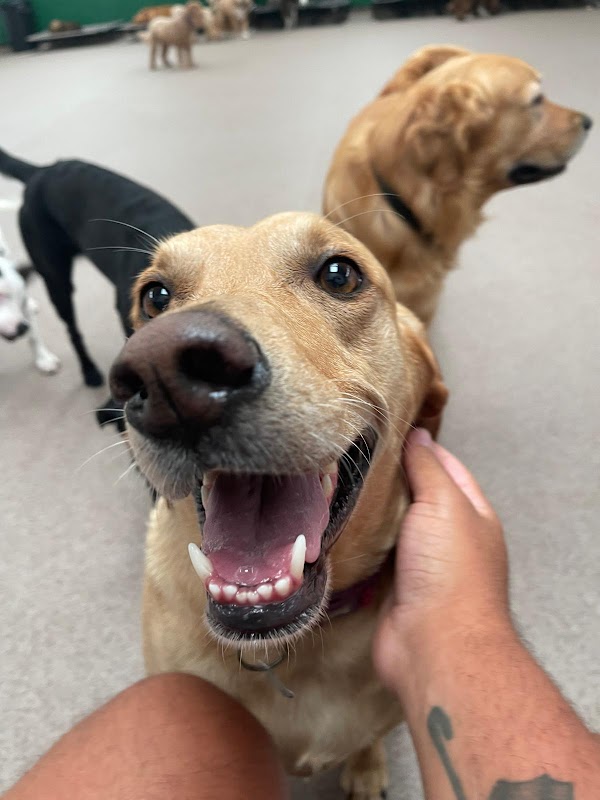 Top Dog photo 2