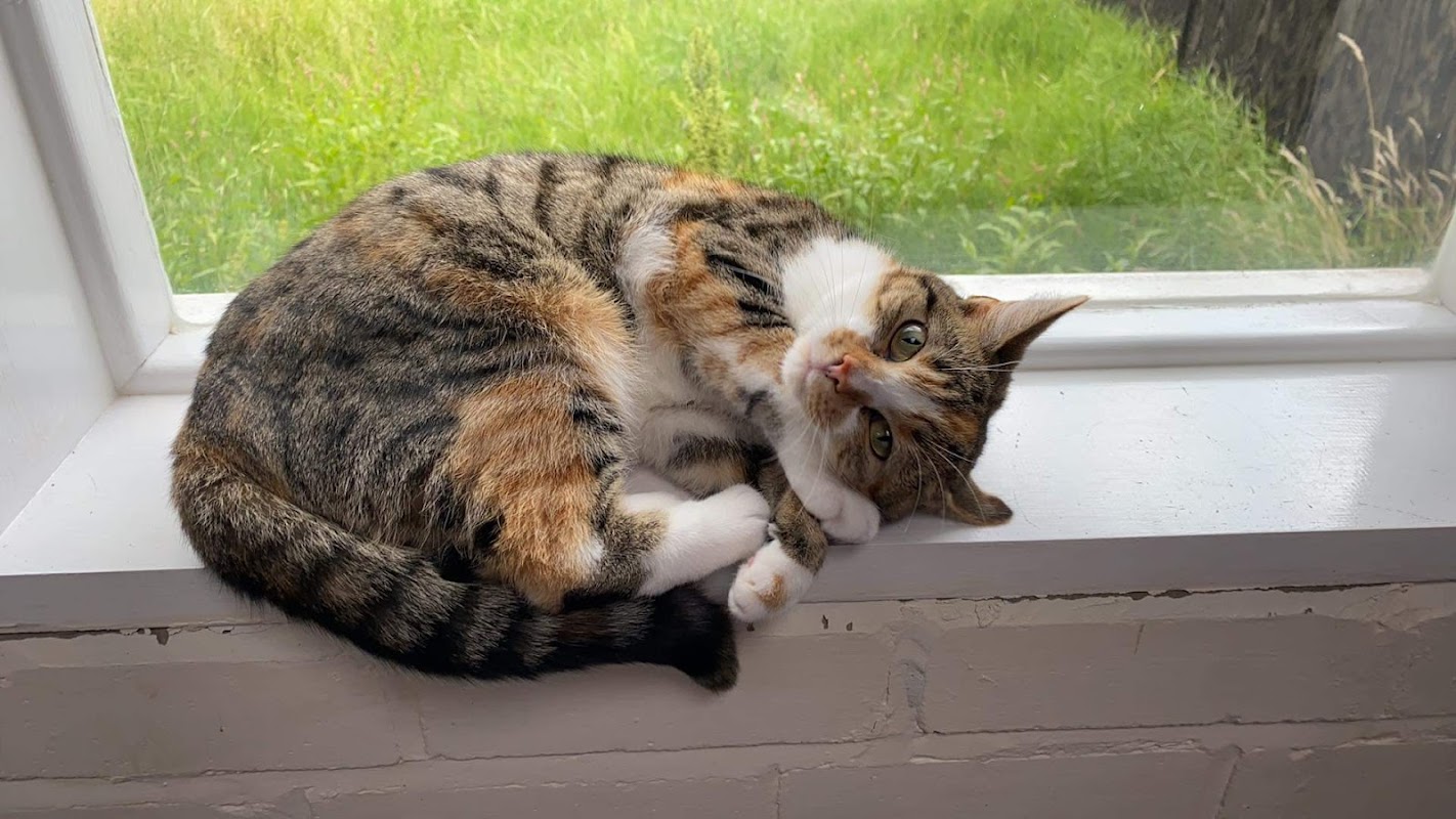 Cats Whiskers Cattery photo 1
