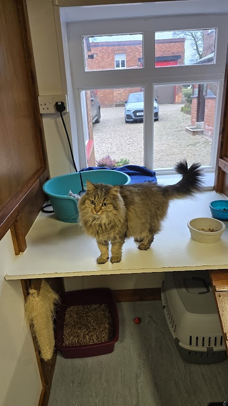 Cats Whiskers Cattery photo 3