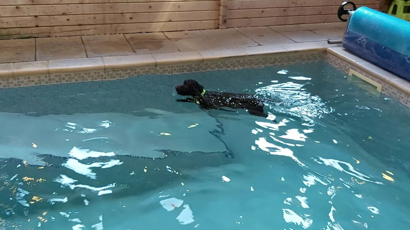 Roundstone Canine Hydrotherapy — breeder photo