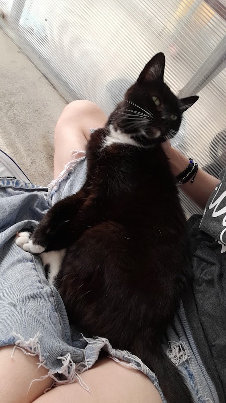 Causeway Cottage Cattery