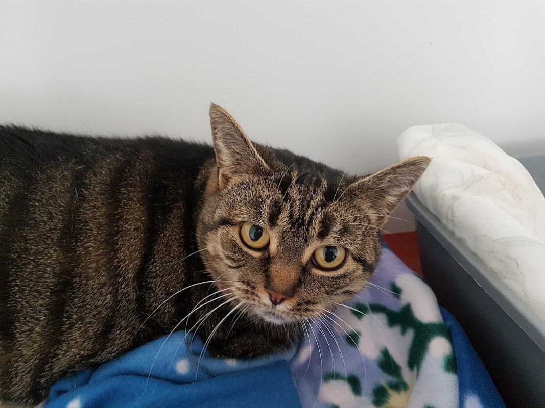 Causeway Cottage Cattery photo 1