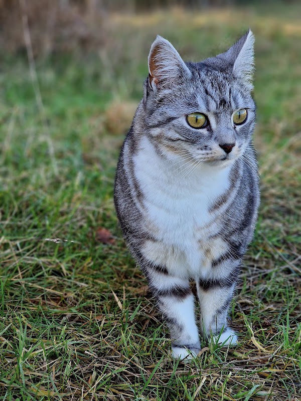 Causeway Cottage Cattery photo 3