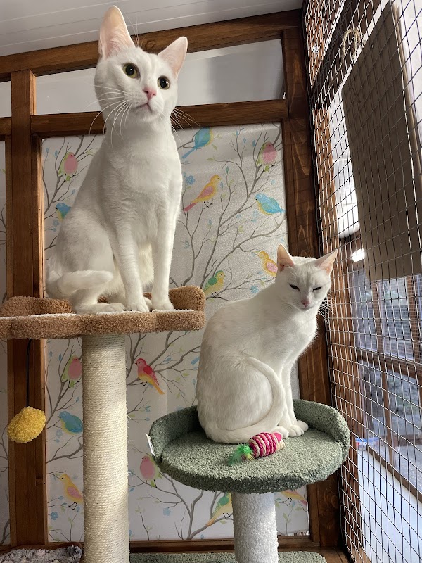 Haysden Country Cattery photo 1