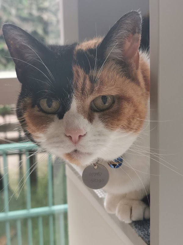 Cozycats Cattery photo 1