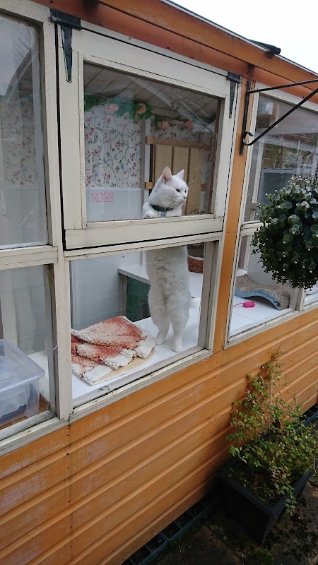 Cozycats Cattery photo 3