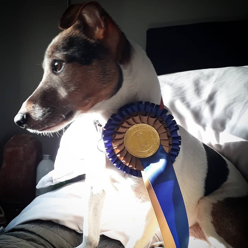Pro Dog School photo 1