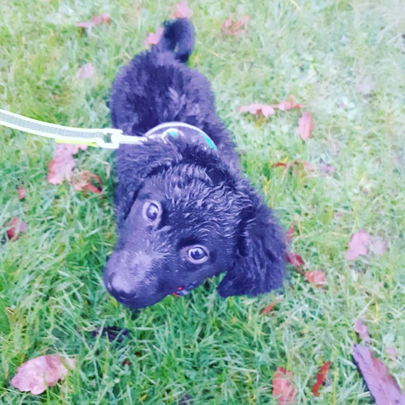 Pro Dog School photo 3