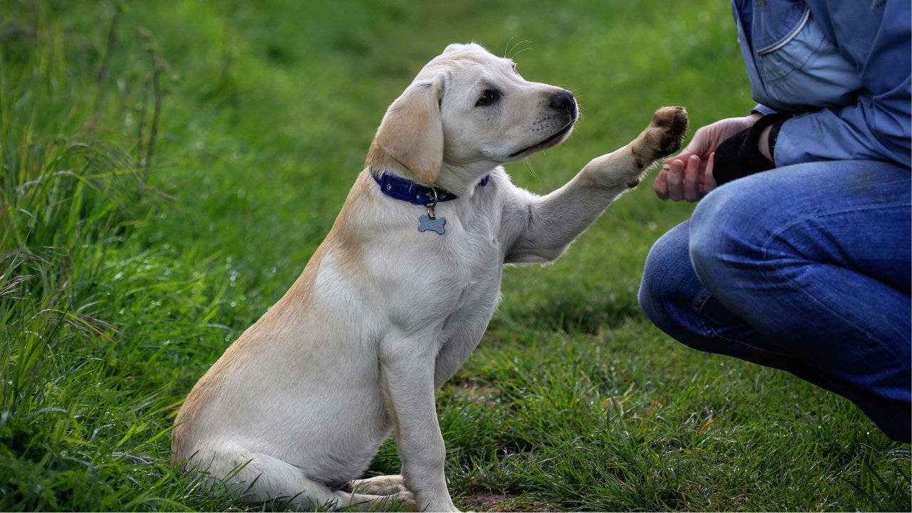 Broadsamlee Labradors