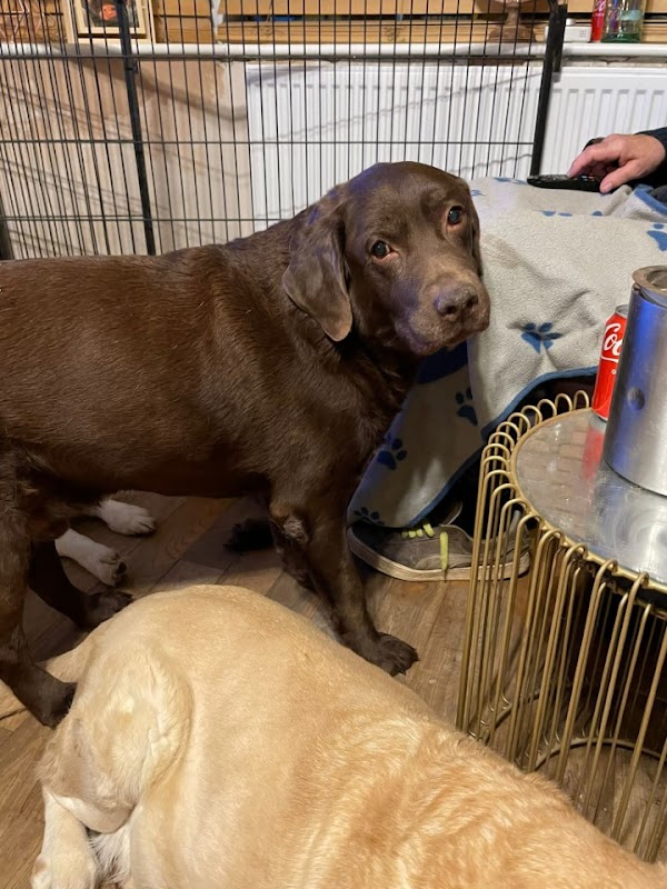 Broadsamlee Labradors photo 1