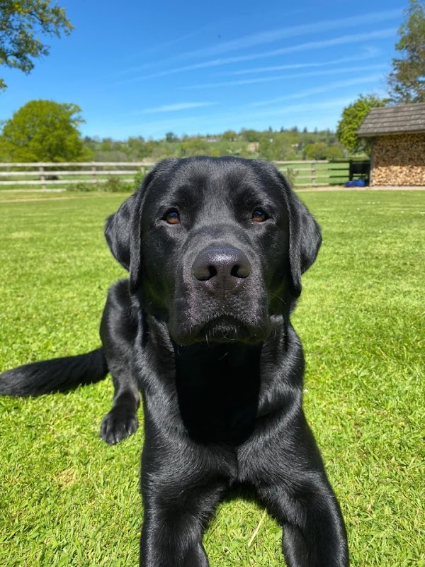 Broadsamlee Labradors photo 2