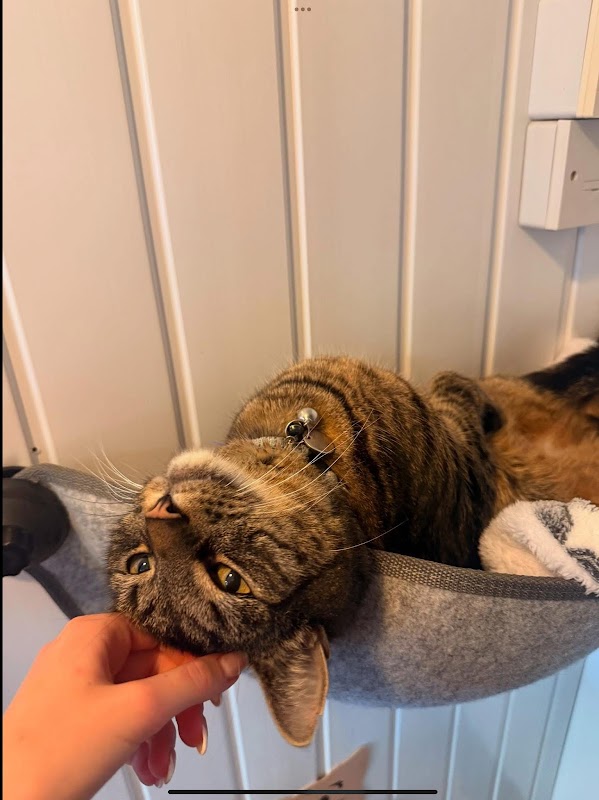 Bodiam Farm Cattery