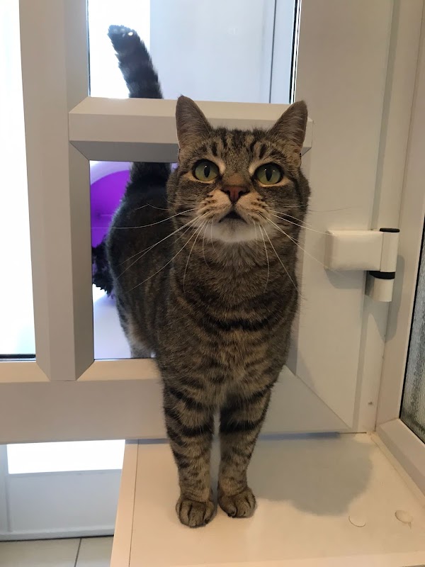 Coxford Down Cattery