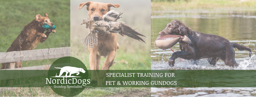 NordicDogs Gundog Specialist — breeder photo