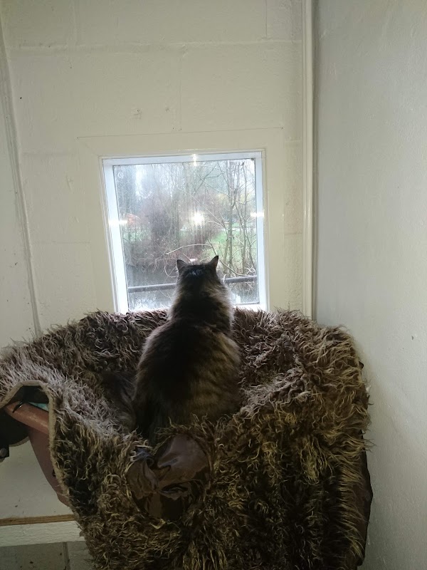 Oakdale Cattery photo 3