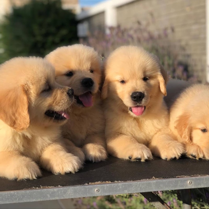 Retriever Dogs