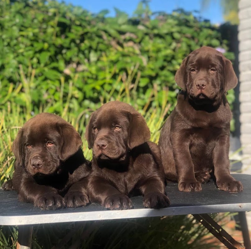 Retriever Dogs photo 2