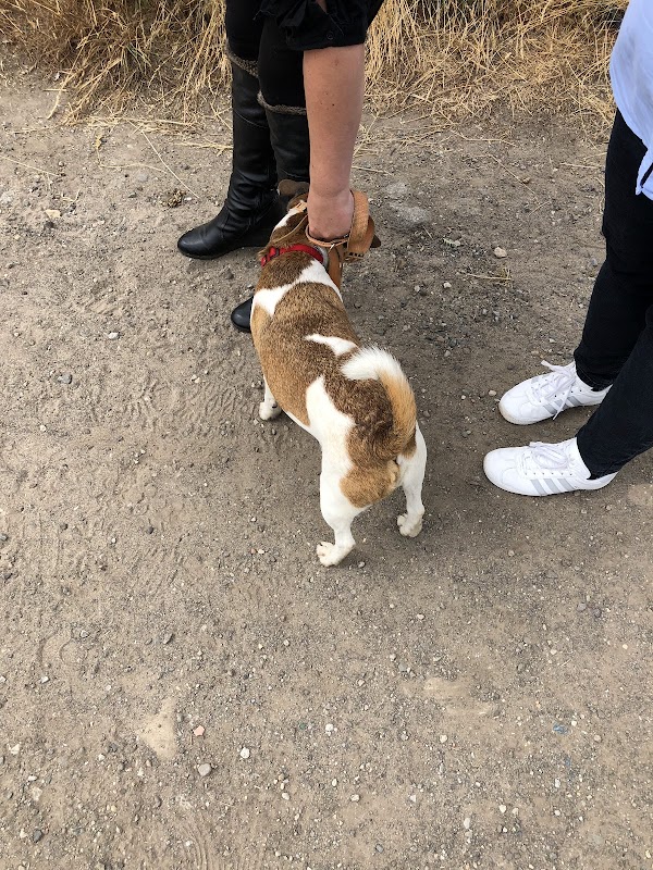 Mosborough Kennels photo 3
