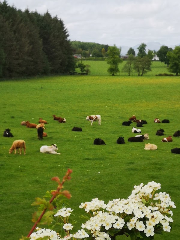 Run Free Dog Fields - Stirling photo 3