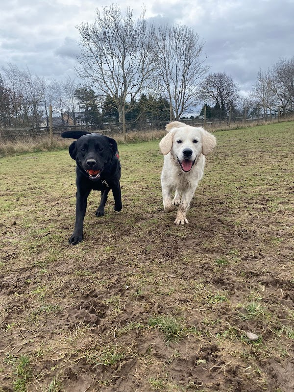 Run Free Dog Fields - Stirling photo 2