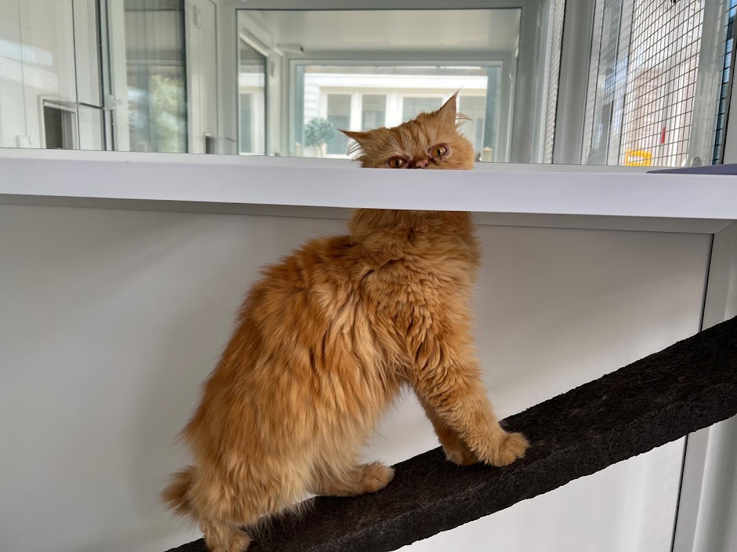 Meow Manor Cattery photo 3