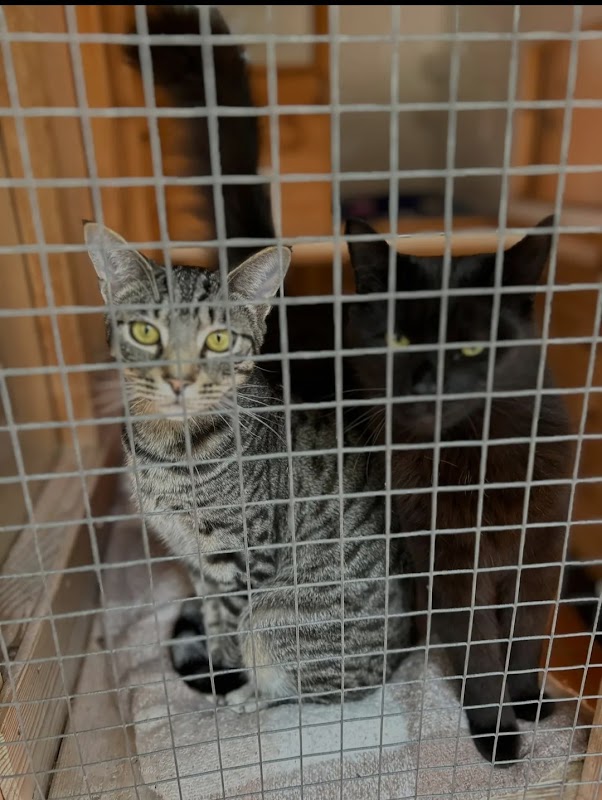 Olde Bexley Cattery