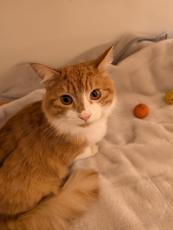 Olde Bexley Cattery photo 3