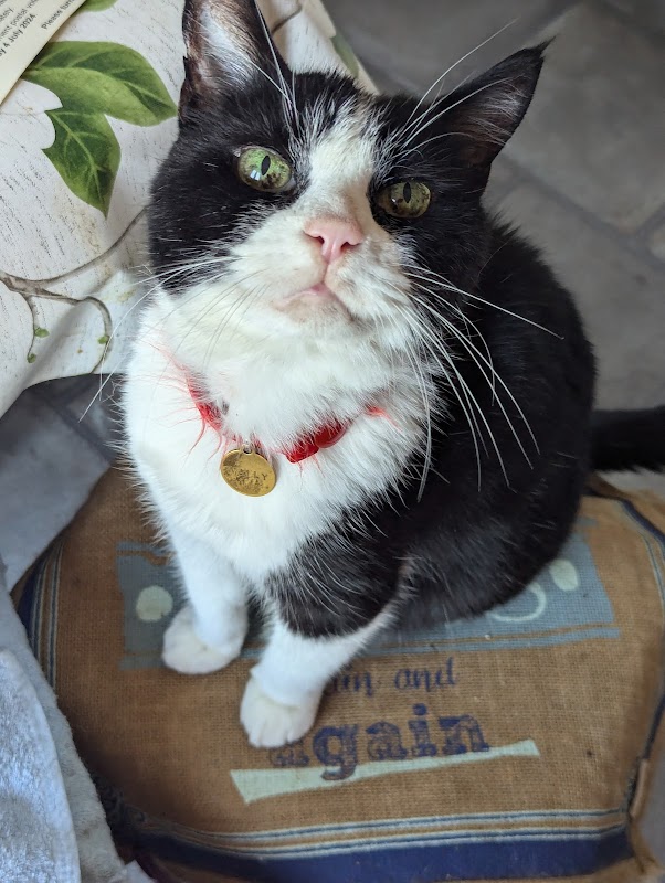 Olde Bexley Cattery photo 1
