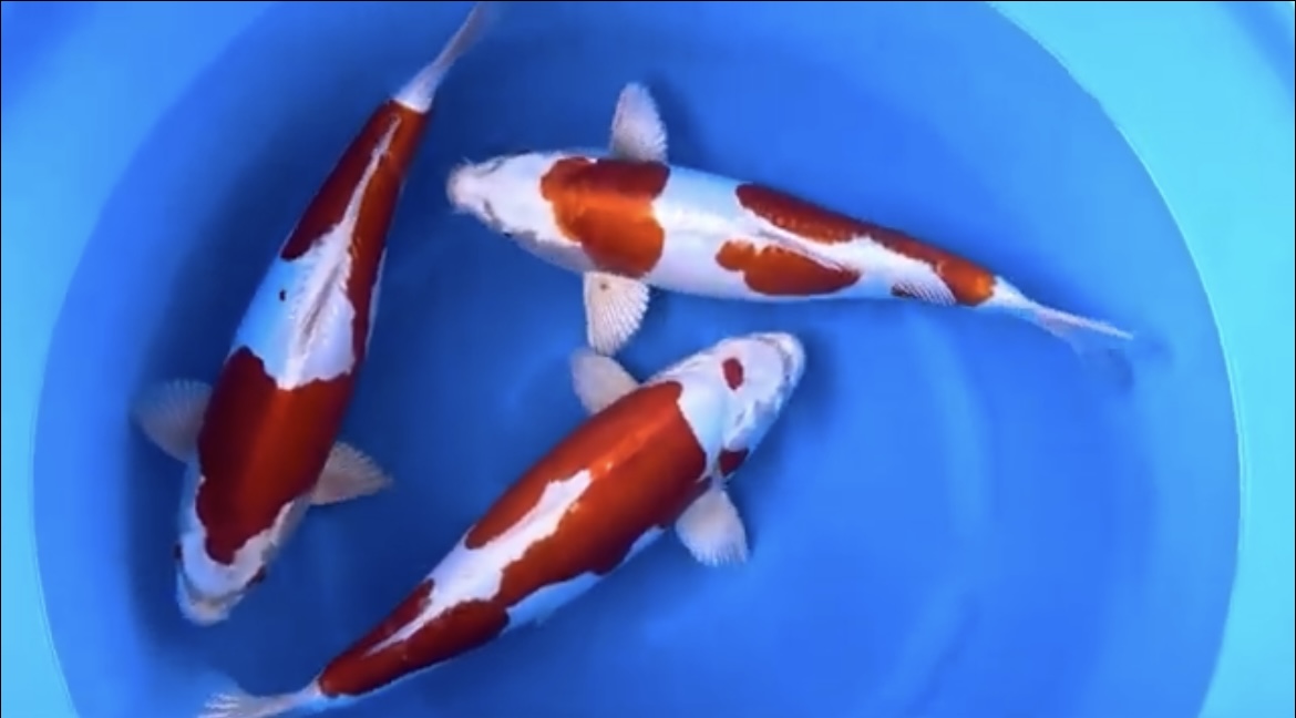 Keepers koi