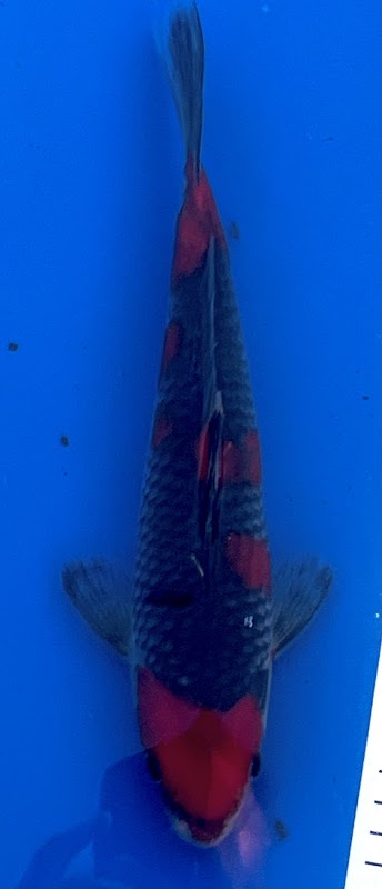 Keepers koi photo 3