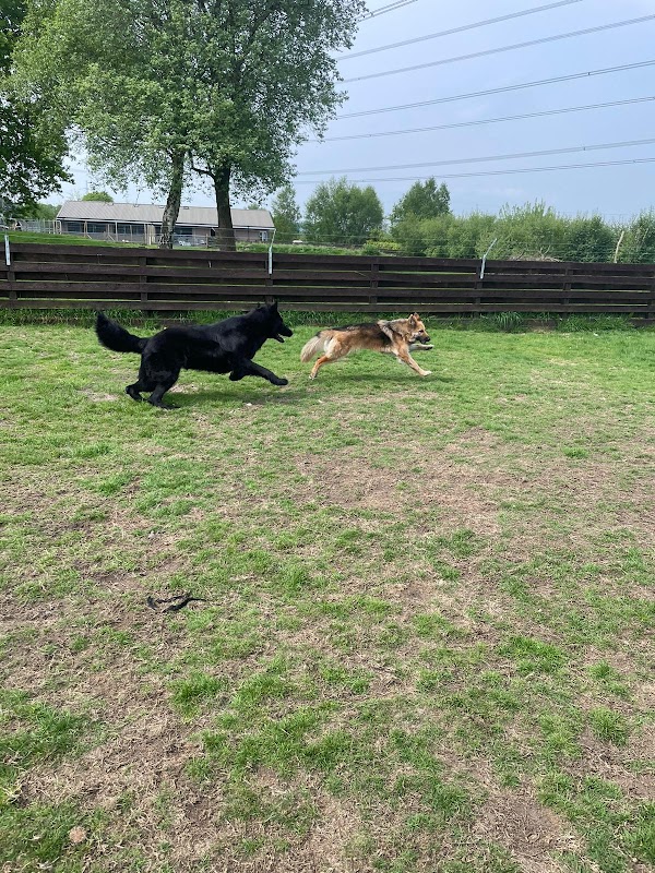 Powiswood Kennels