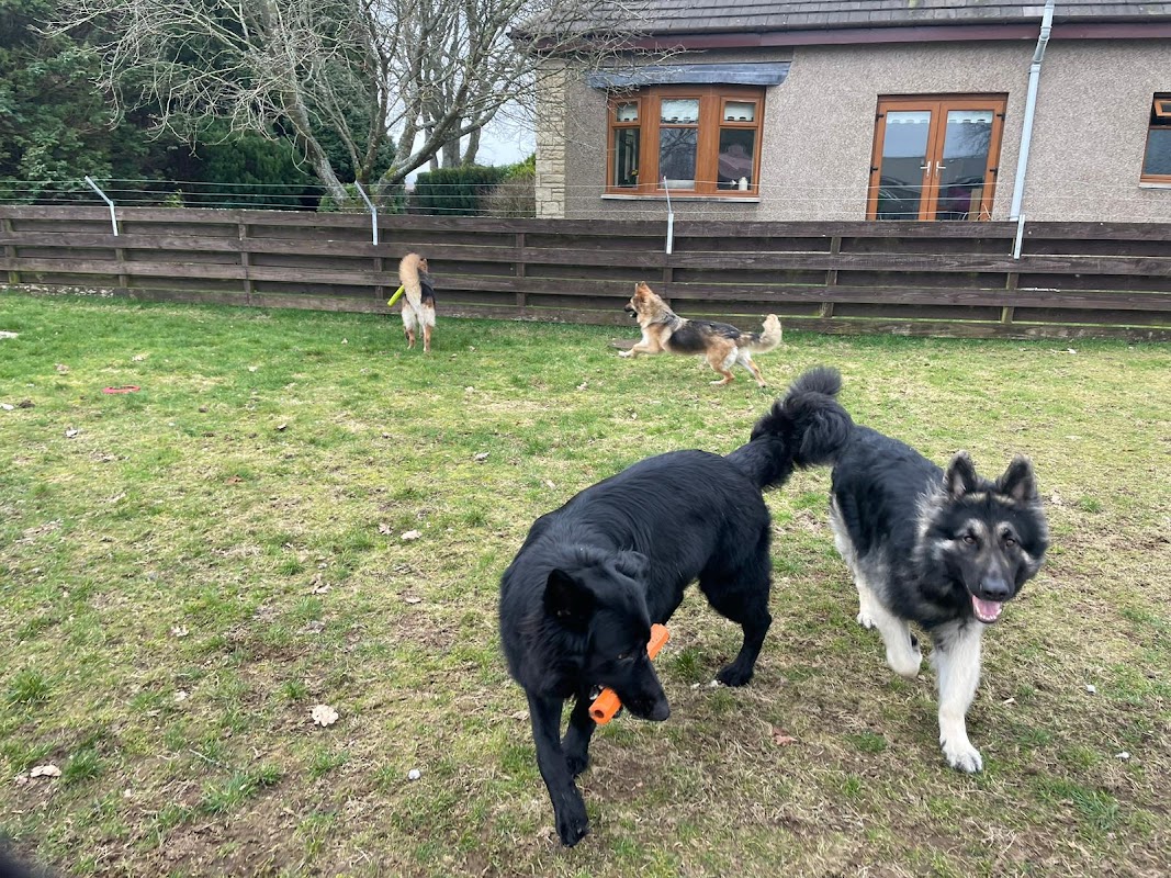 Powiswood Kennels photo 3