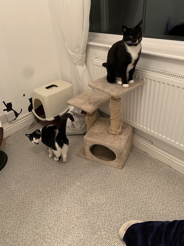 Milford Miews Cattery photo 1