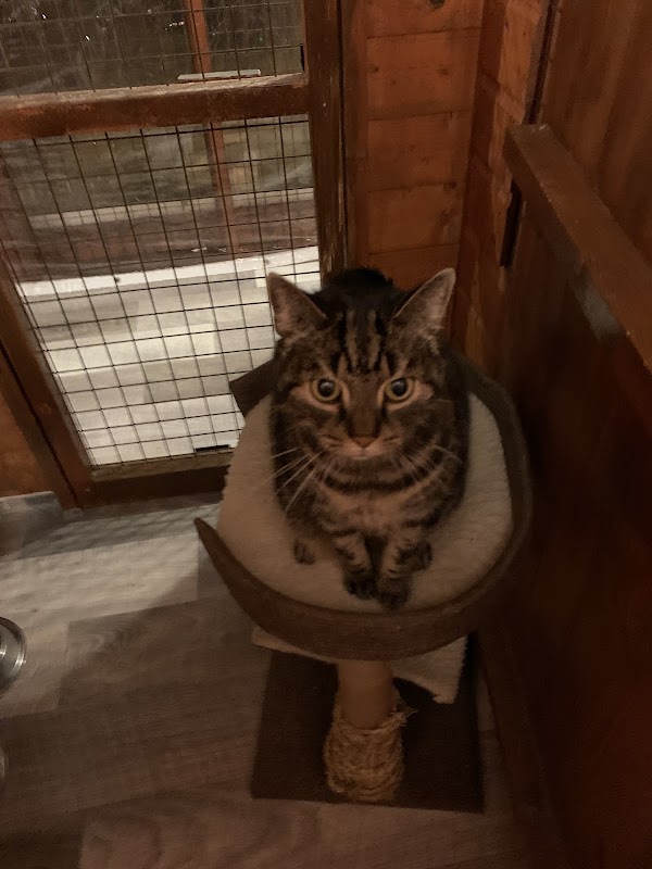 Milford Miews Cattery photo 2
