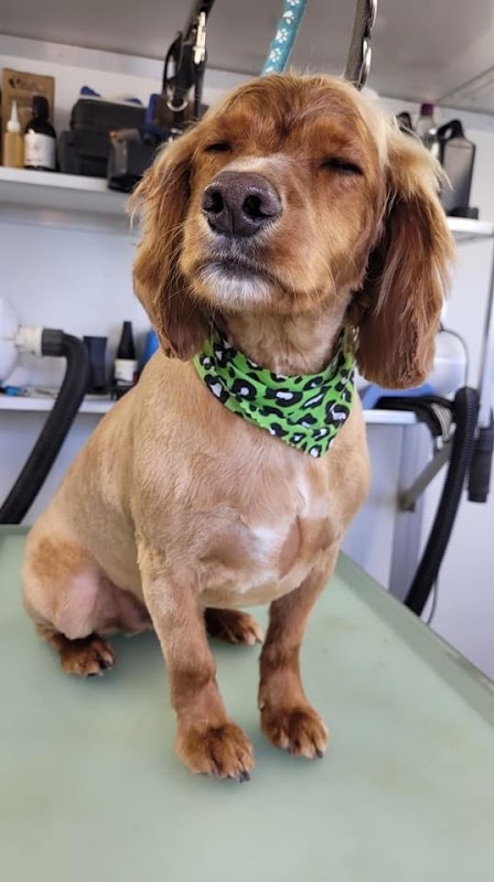 Murie Kennels Dog Salon
