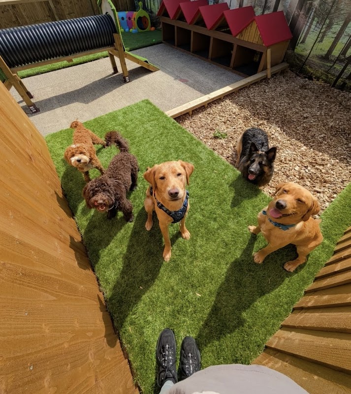 The Dog House