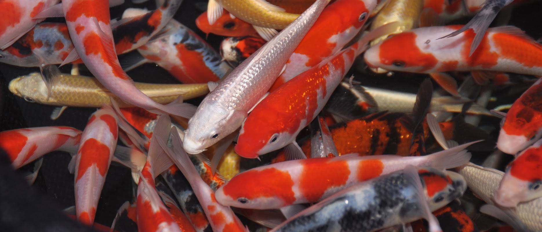 Causeway Koi photo 1
