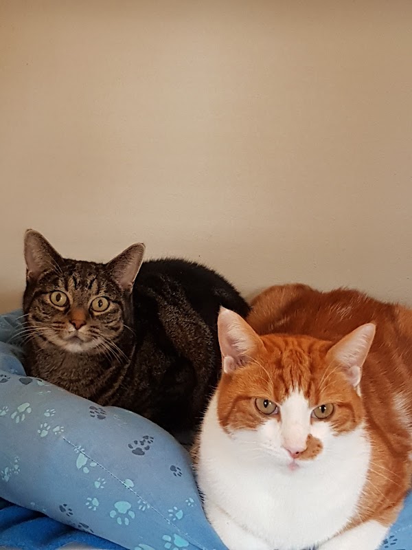 Peartree Cottage Cattery photo 2