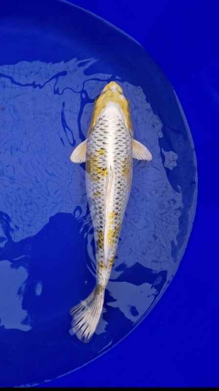 Woodlands Koi Farm photo 2