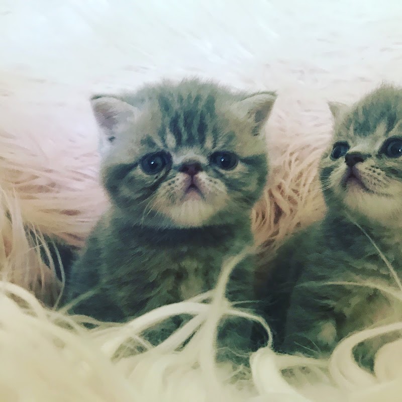 Enislalou Exotic shorthair and Maine Coons Cambridgeshire