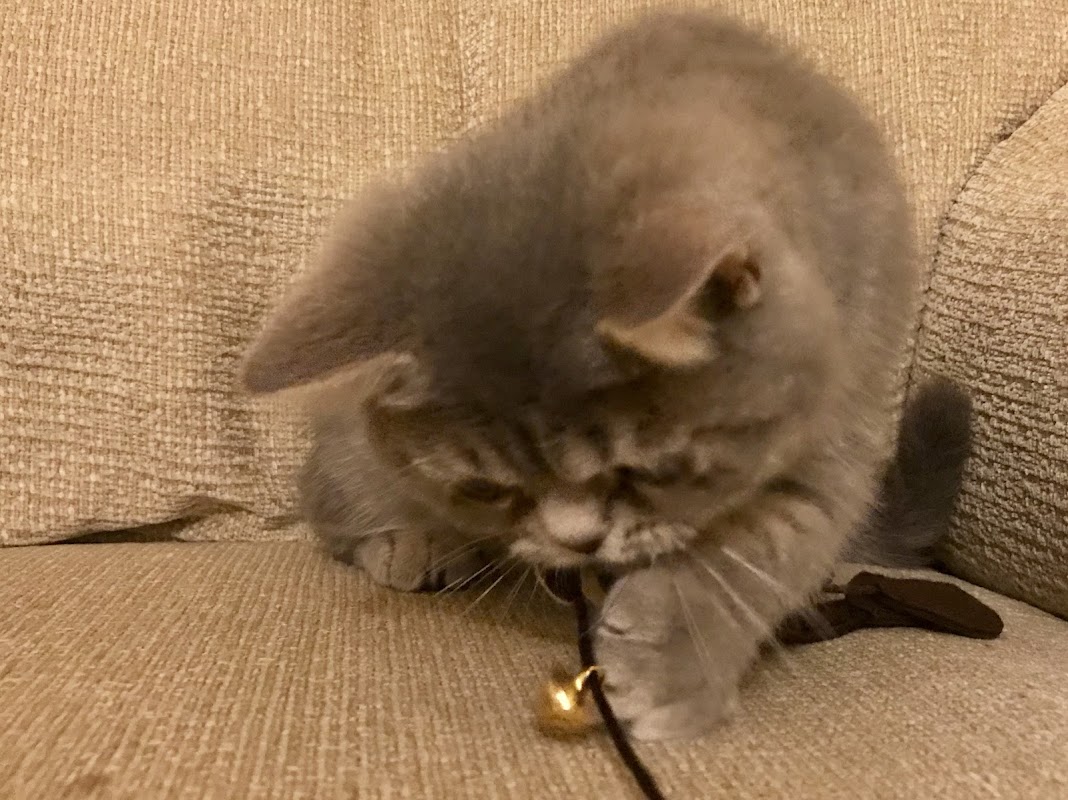 Enislalou Exotic shorthair and Maine Coons Cambridgeshire photo 3