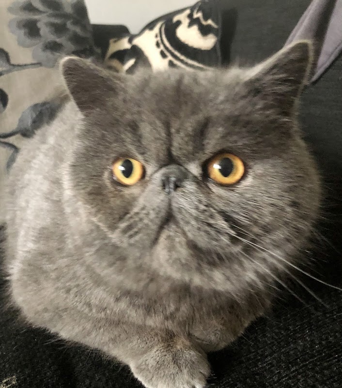 Enislalou Exotic shorthair and Maine Coons Cambridgeshire photo 2