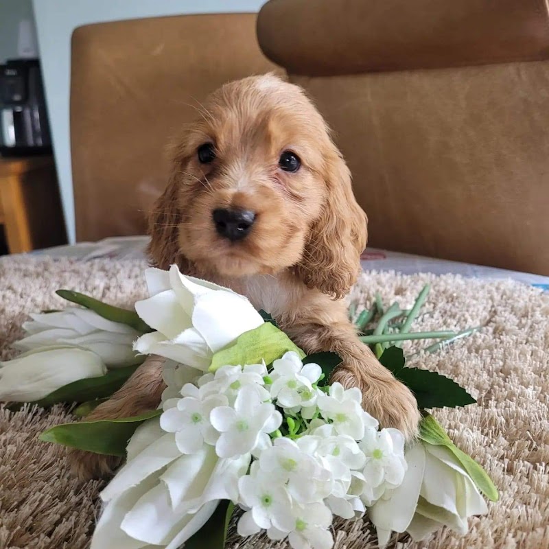 1st choice pups